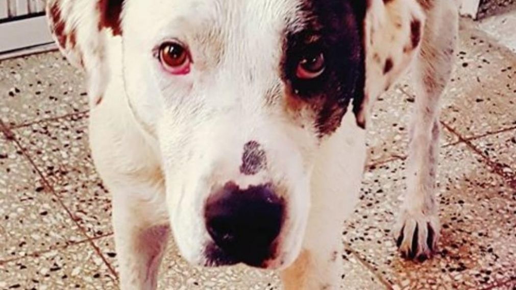 El perrito antes del ataque.