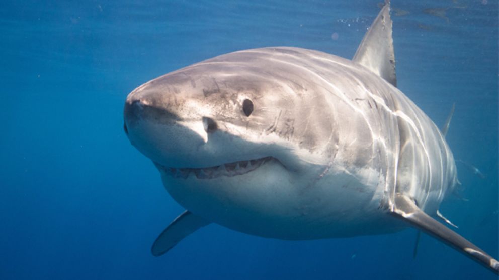 El tiburón blanco, el depredador más temido de las profundidades (Imagen ilustrativa).