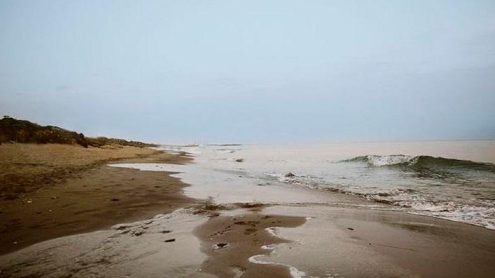 La criatura encontrada en las playas del sur de Australia no son un peligro para los seres humanos.