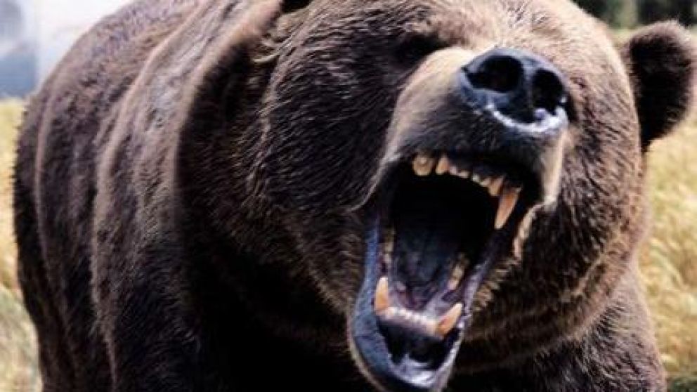 El oso arrastró al hombre hasta la parte más profunda de su guarida. (Imagen ilustrativa)