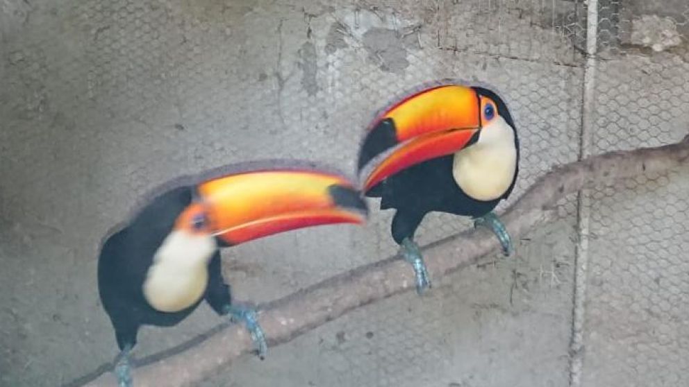 Los hombres fueron atrapados tras múltiples allanamientos.