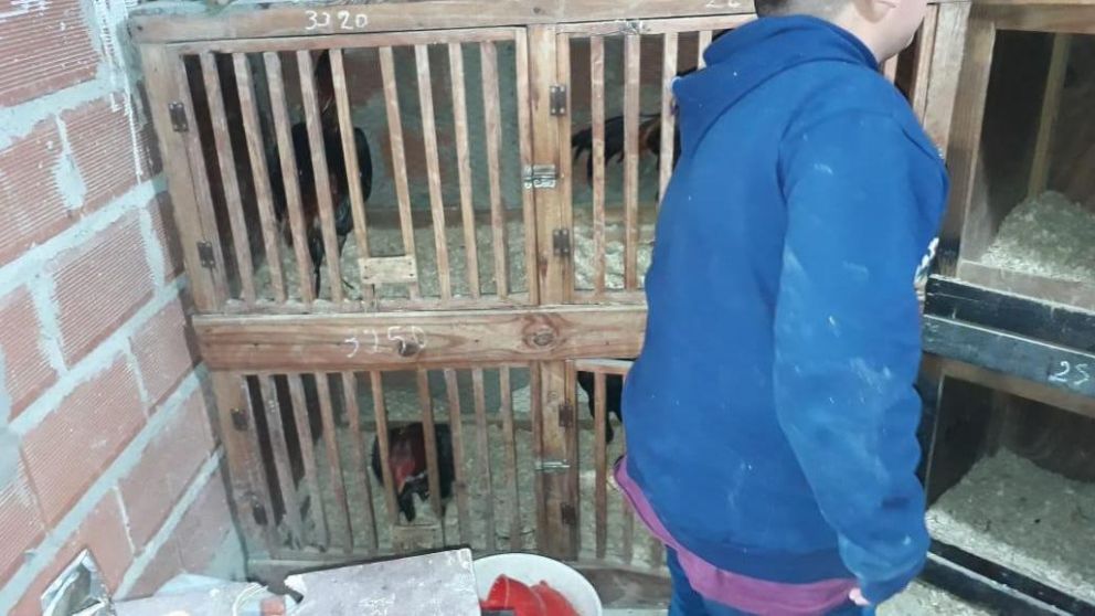 Realizaban apuestas clandestinas en torno a un ring.