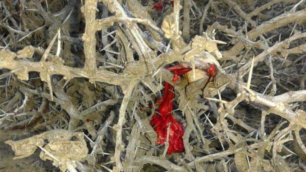 La mujer escuchó los trozos caer sobre el techo y pensó que se trataba de granizo.