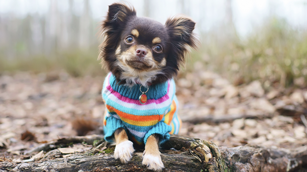 Los compañeros de cuatro patas también requieren cuidados especiales.