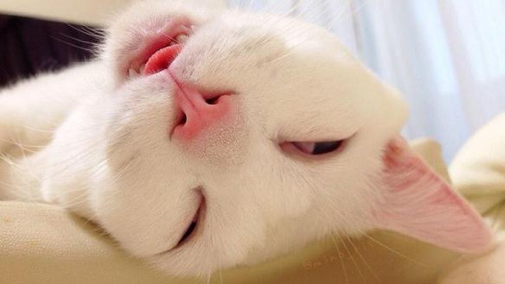 La mascota aprendió una táctica para evitar el ejercicio que debe hacer a diario por su sobrepeso.