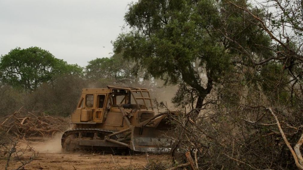 La deforestaci�n indiscriminada, entre las causas de la inundaci�n (Gentiliza Greenpeace Argentina).
