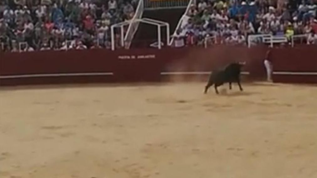 El toro embistió a un operario de la plaza y le provocó heridas mortales.