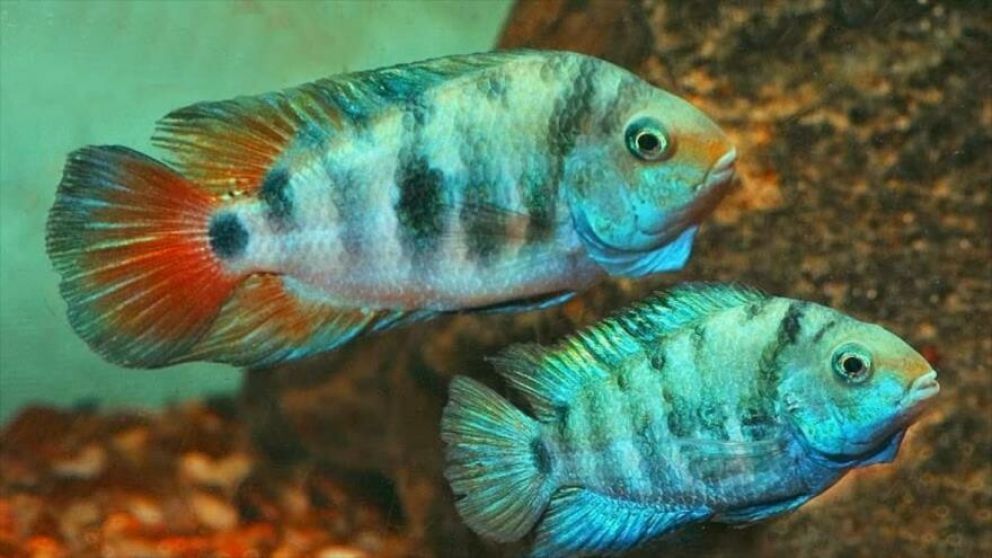 La pareja de peces se comporta de modo extraño cuando los separan.