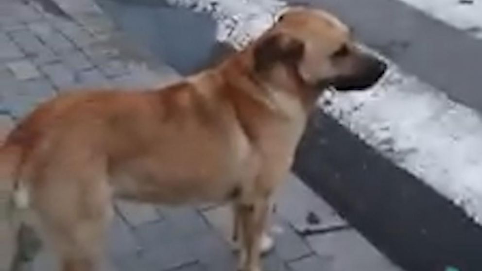 El animal fue un ejemplo para toda la sociedad.
