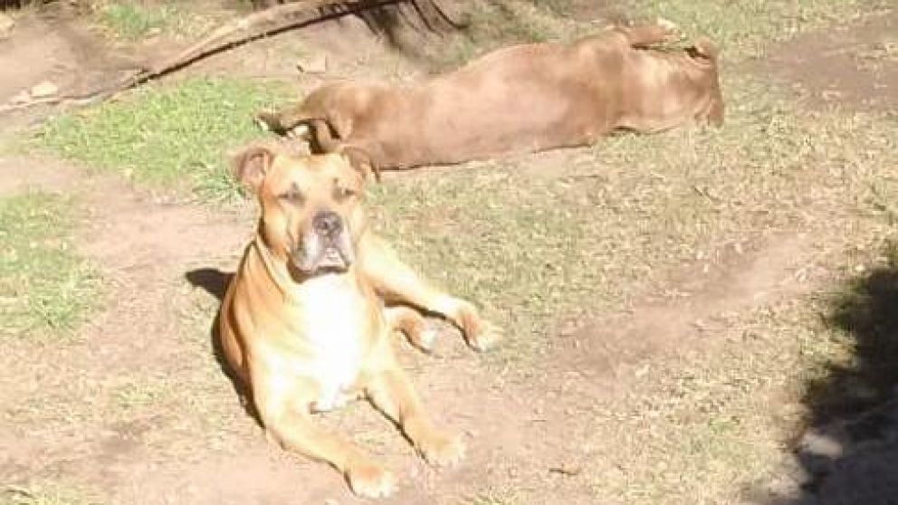 Los perros defendieron a su due�a. 
