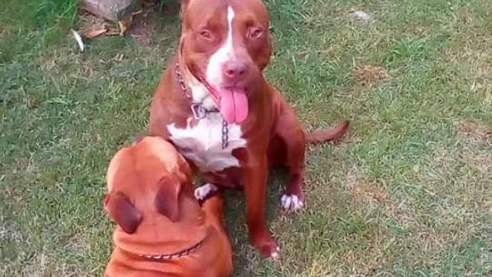 La pareja de perros que atacó al hombre.