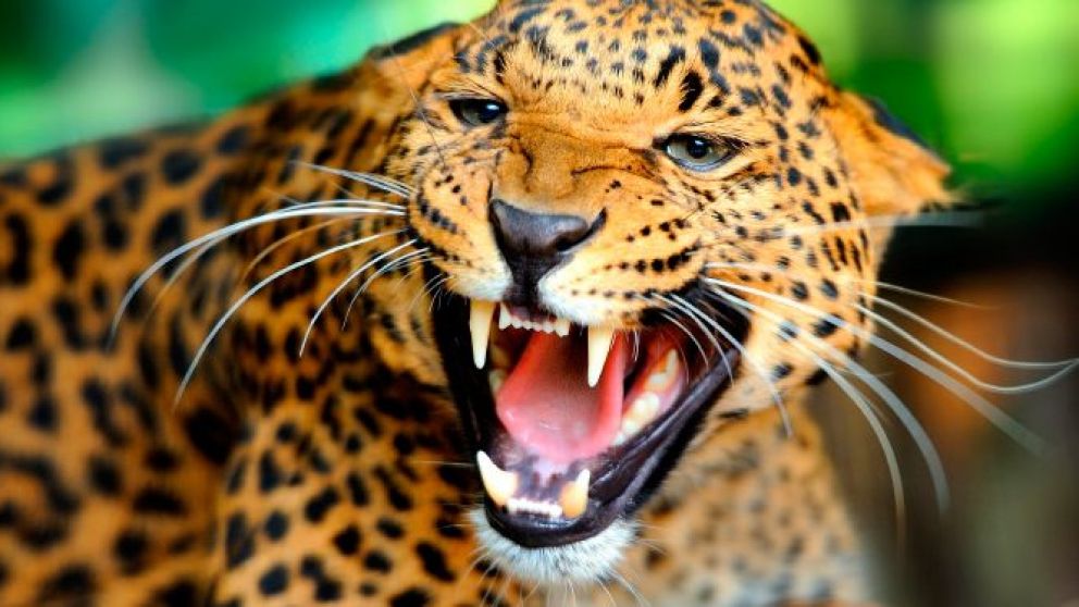 El bebé tenía apenas nueve meses (Imagen Ilustrativa).