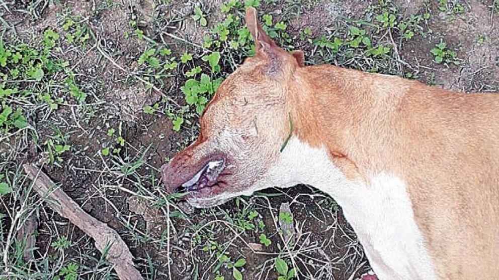 Uno de los perros que mataron cruelmente en Zárate.