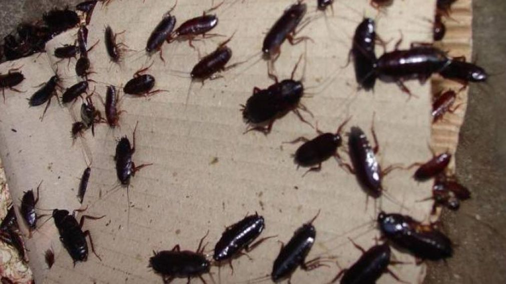El insecticida es altamente peligroso para los humanos. (Imagen ilustrativa)