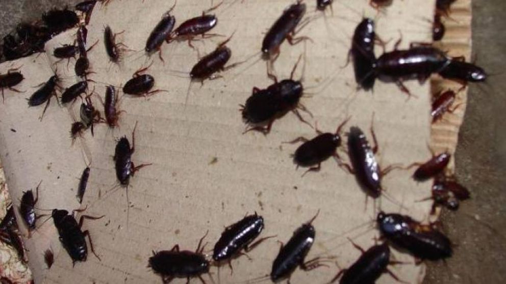 El insecticida es altamente peligroso para los humanos. (Imagen ilustrativa)