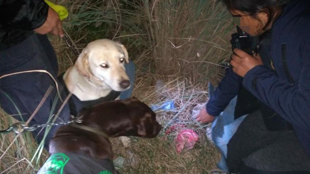 Los perros de narcóticos ayudaron en la identificación de las drogas.