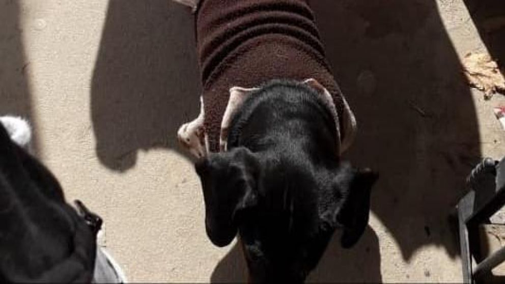 Ni los perros zafan de la inseguridad: le robaron el vestidito a una salchicha