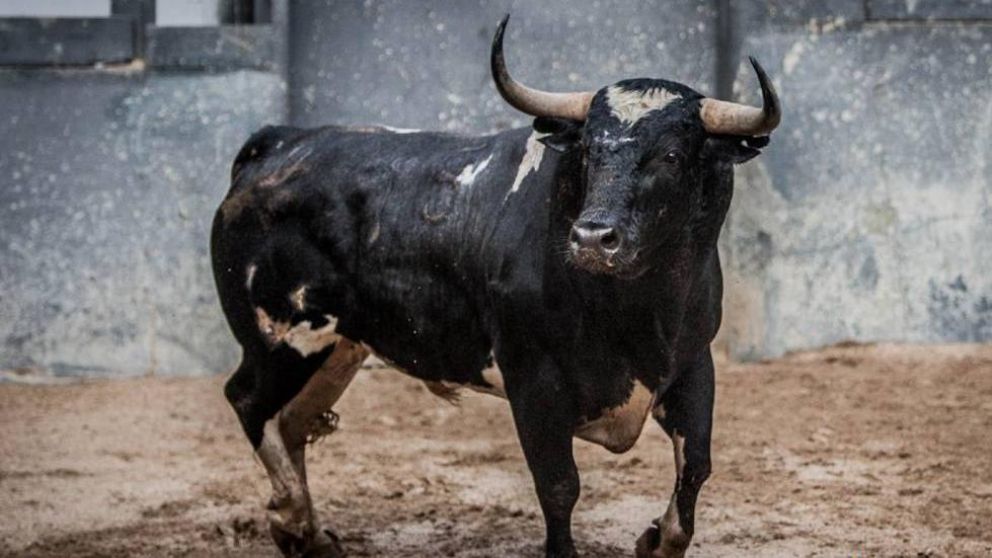 El animal fue directo al torero y este no pudo evitarlo. (Imagen ilustrativa)