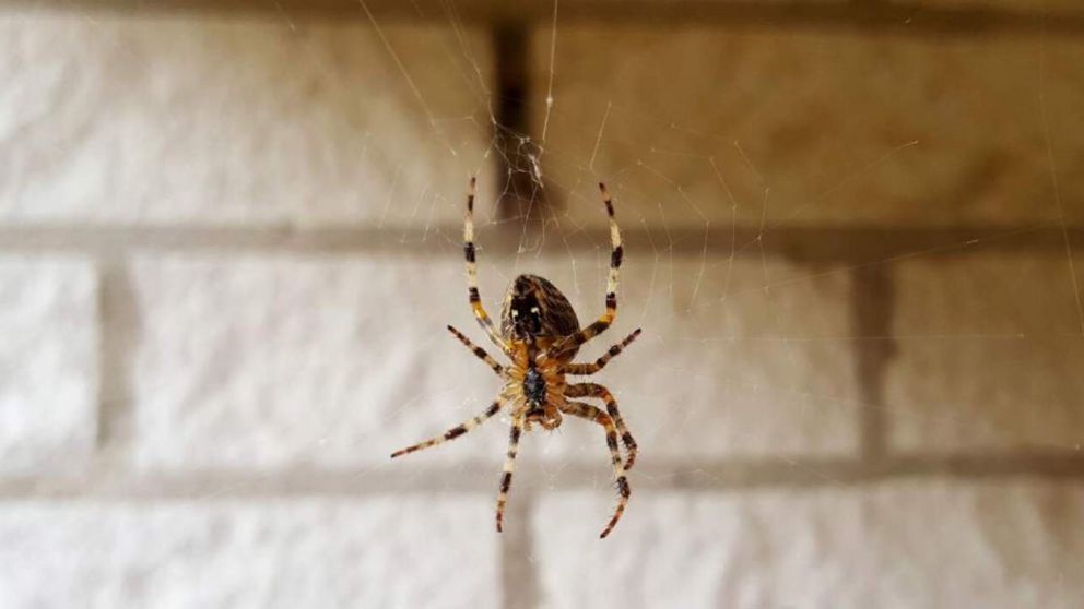 Hay ciertos tipos de arañas que son peligrosas para el humano (Imagen ilustrativa).
