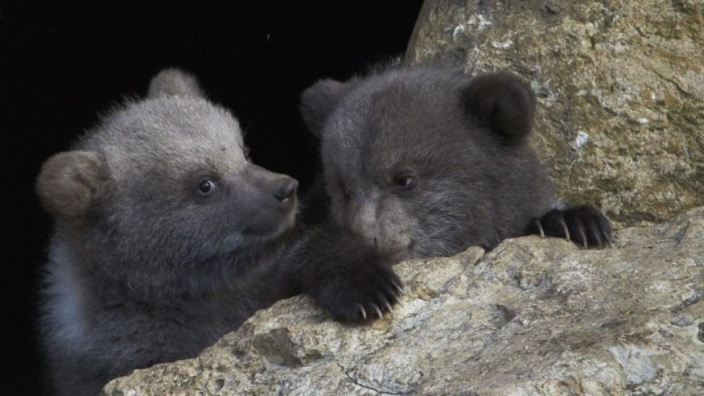 Los pequeños animales fueron rescatados por miembros de un refugio.