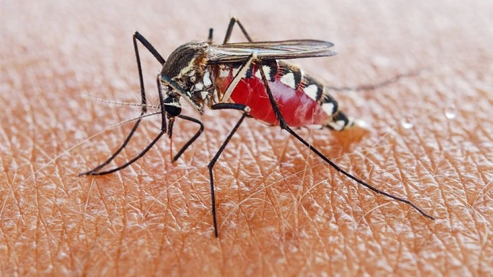Los mosquitos anopheles, los culpables de transmitir la malaria.