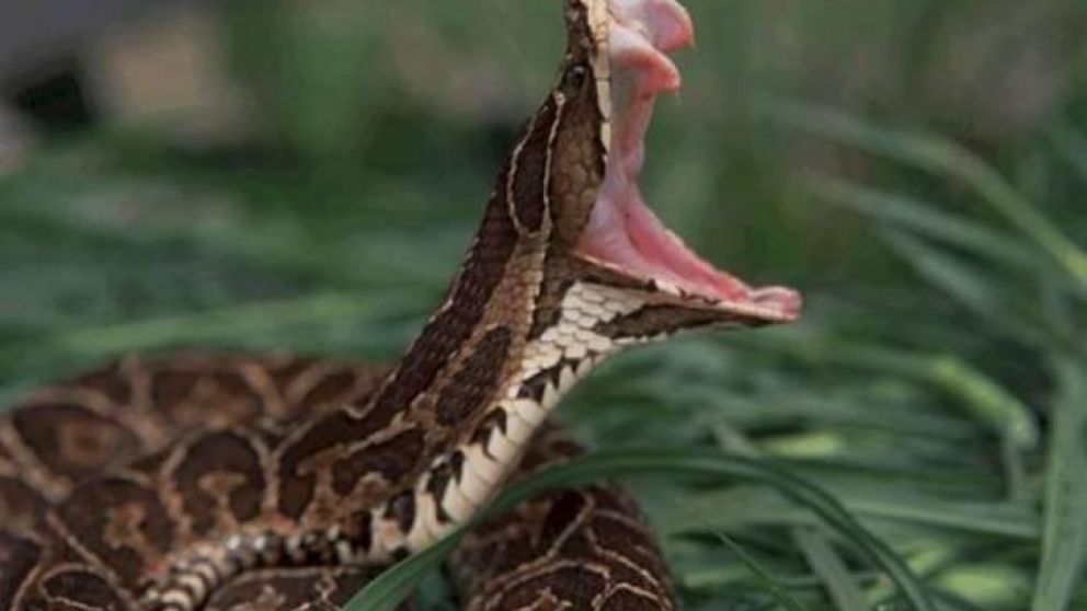 El reptil casi muerde a la menor. (Imagen ilustrativa)