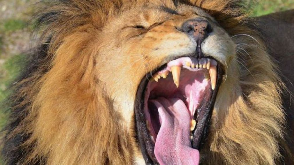 Sucedió en la granja de leones Weltevrede, en Sudáfrica (Imagen Ilustrativa).