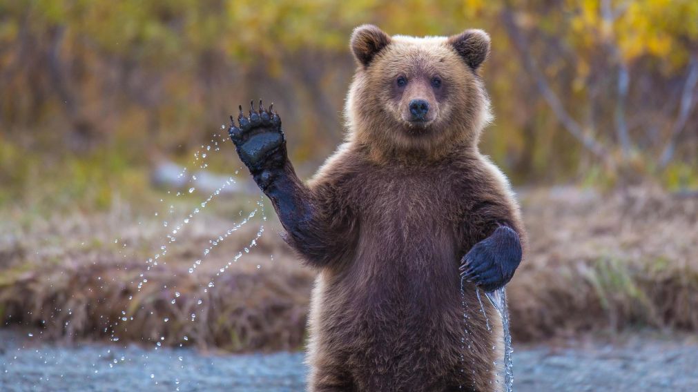 Crean un grupo especial para buscar al oso arrastrado por la corriente (Foto Ilustrativa).