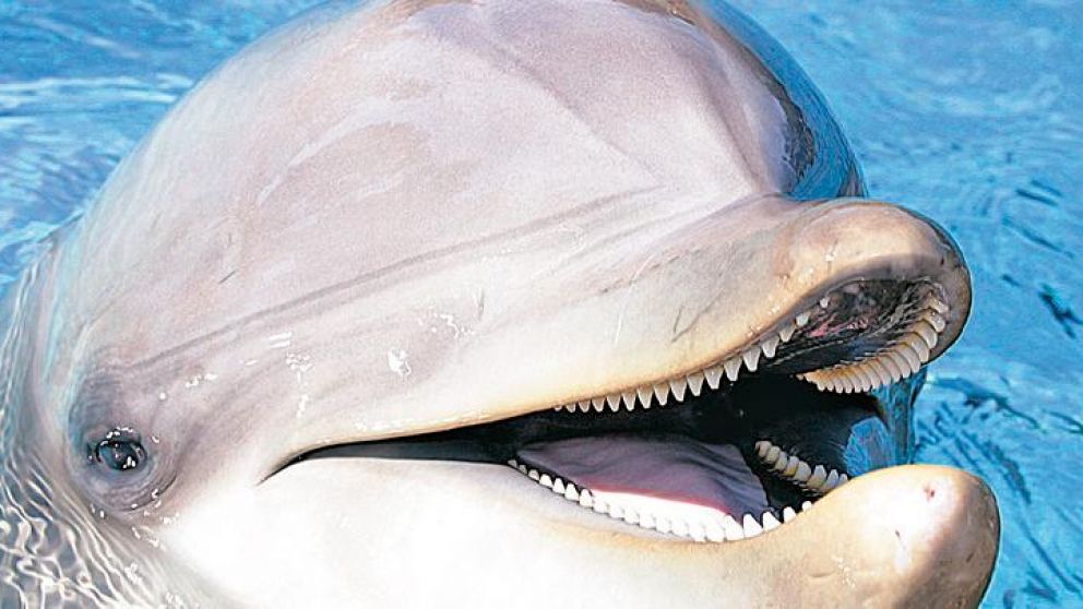 ¿Los delfines son más inteligentes que los humanos?