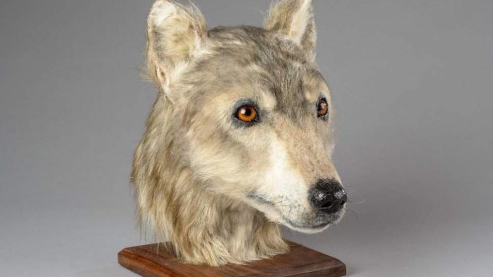 la utilización de tecnología 3D han permitido que se pueda observar cómo eran aquellos perros que vivieron en las islas británicas hace 4.500 años.