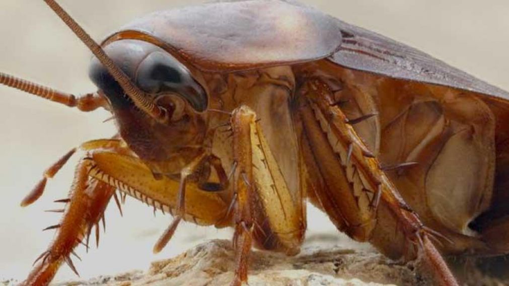 El insecto sorprendió a todos (Foto ilustrativa).