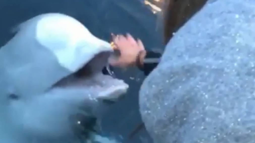 De no creer: se le cayó el celular al mar y una beluga se lo devolvió