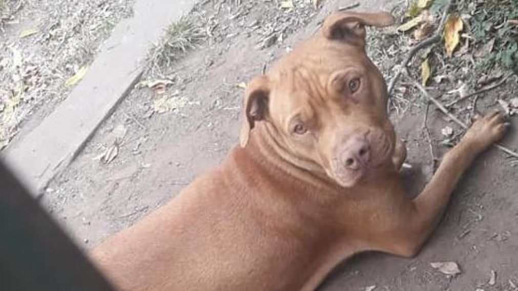 Varios vecinos denunciaron ser víctimas de este perro.
