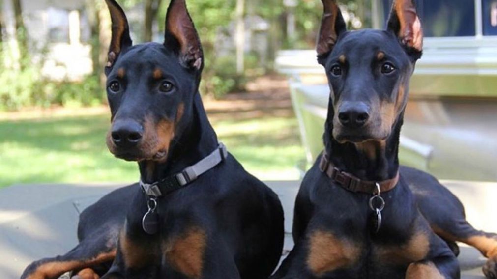 La pareja de Doberman, víctima de los malvivientes (Imagen ilustrativa).