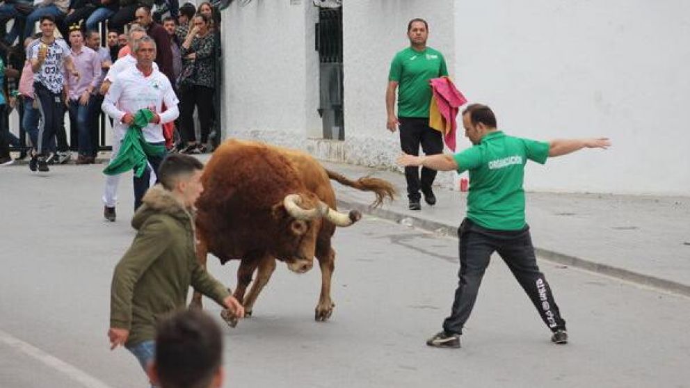 Uno de los toros, durante el festival (gentileza diariodecadiz).