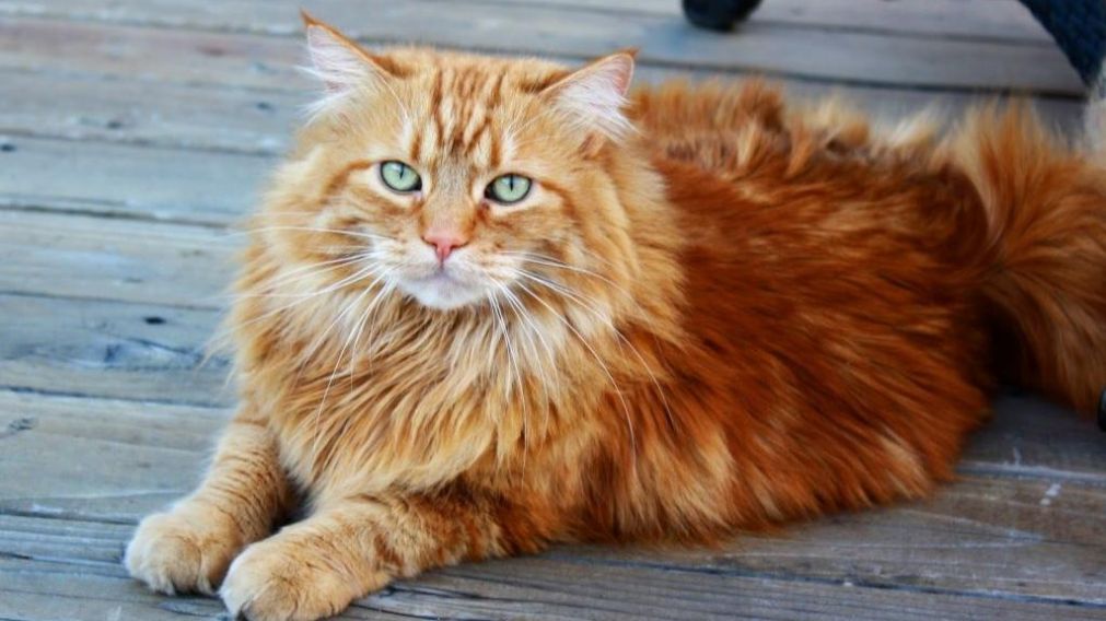 El animal se hab�a escapado y hab�a quedado atrapado en un balc�n vecino.