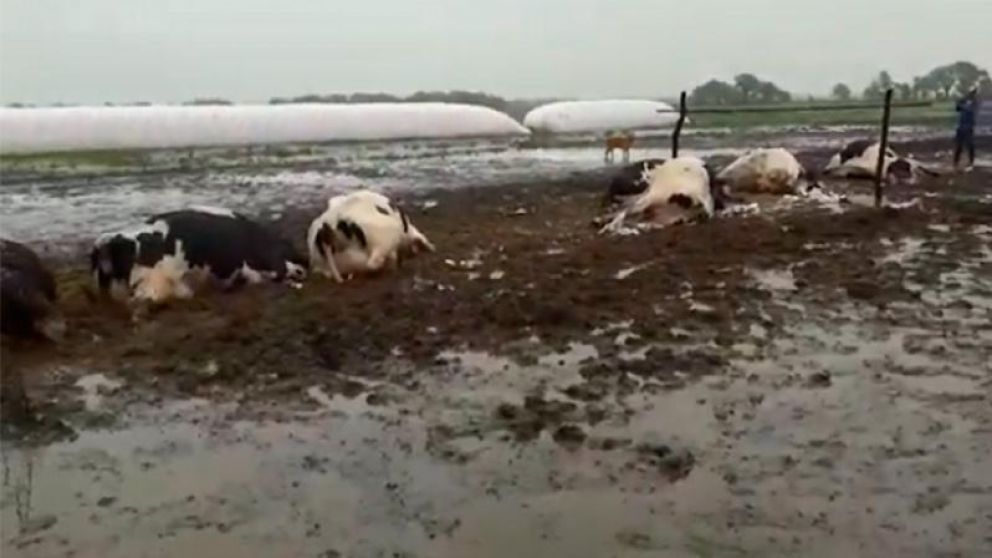Desesperación en la región por el temporal. (Twitter).