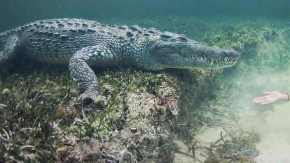 El impactante hallazgo se dio en Indonesia.