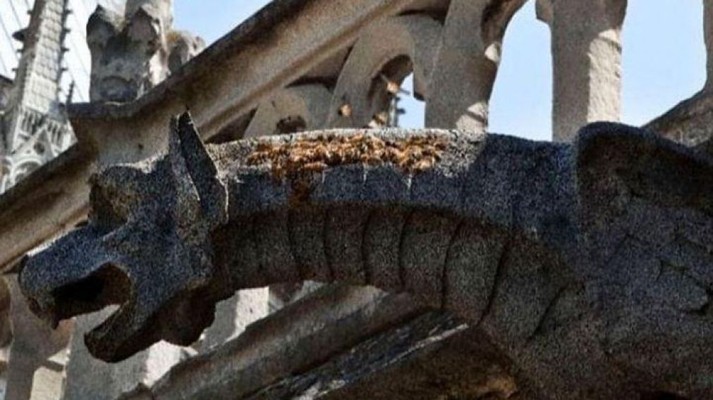 Las abejas ante los primeros signos de humo, toman mucha miel y protegen a su reina.