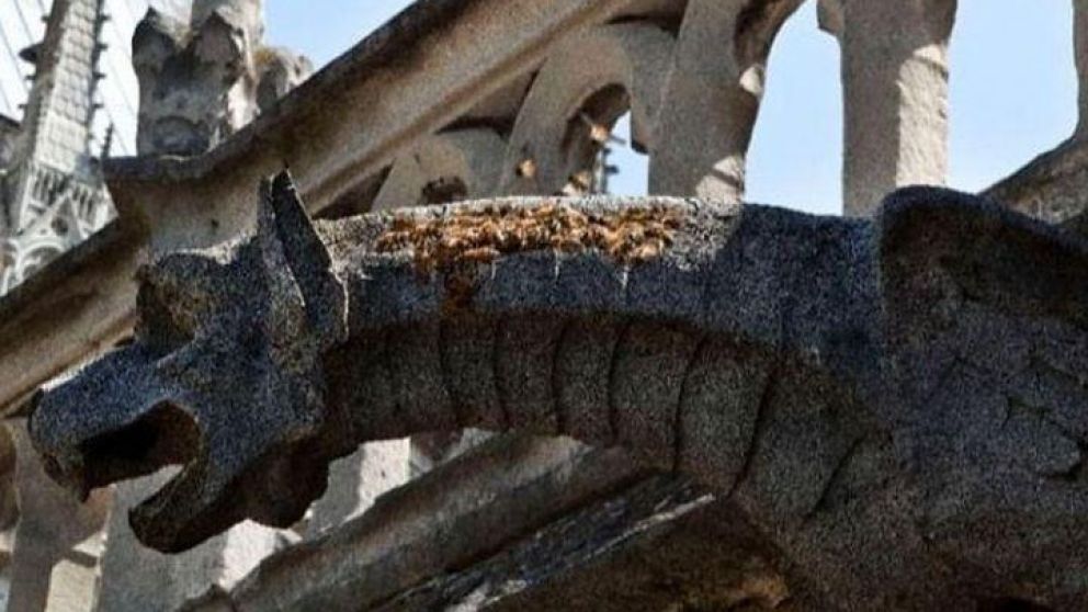 Las abejas ante los primeros signos de humo, toman mucha miel y protegen a su reina.