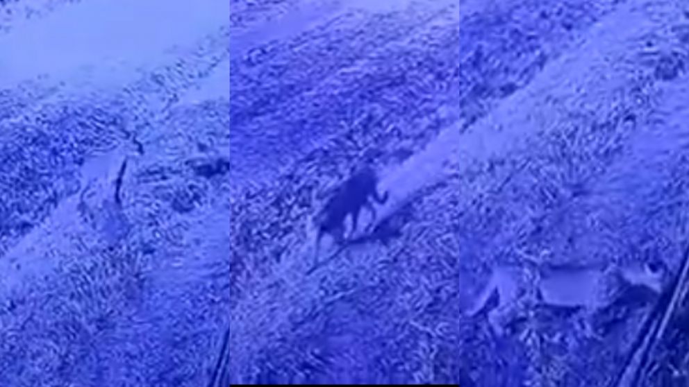 Las c�maras de seguridad del barrio privado identificaron al felino.