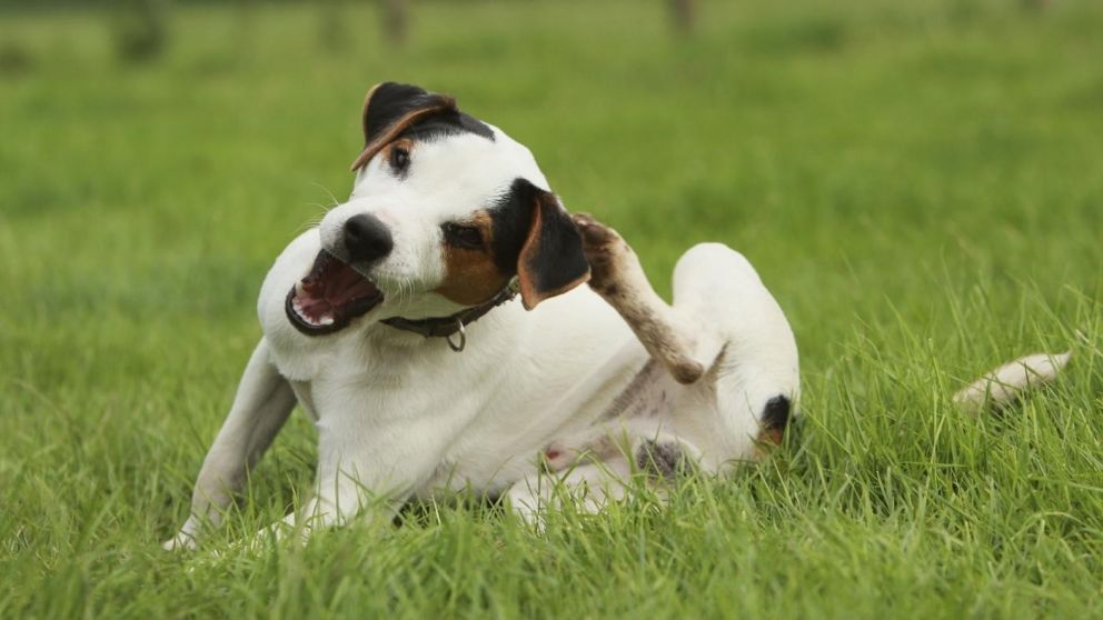 Una guía práctica para evitar pulgas sin dañar a tu mascota ni al ambiente. (Gentileza: Internet).