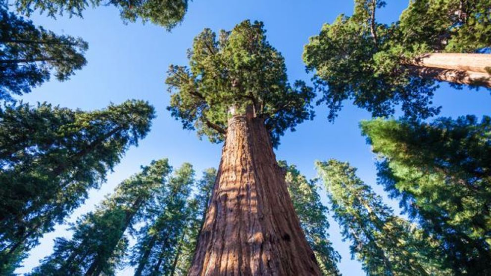 Cada viernes Santo los vecinos se reúnen para cortar el árbol más alto de la ciudad.