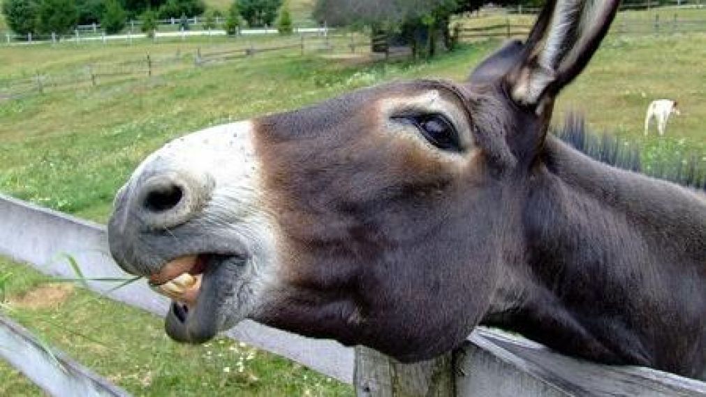 El burro que eta a punto de ser el más grande del mundo. (Imagen ilustrativa)