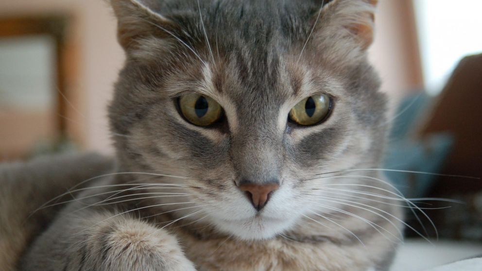 El animal se quej� por tener que ir al veterinario.