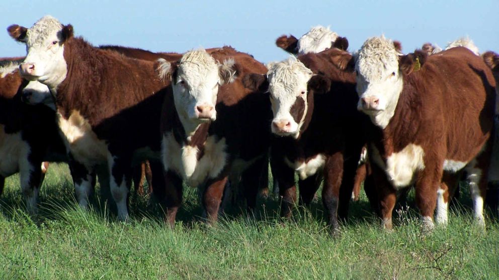 Presentaron un informe detallando parte de la crisis económica argentina.