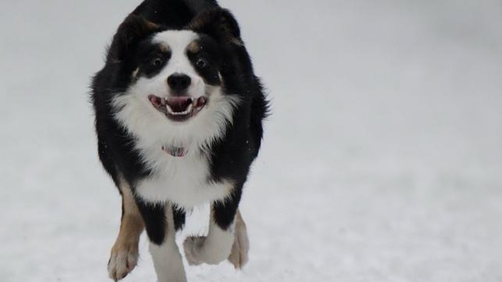 El border collie se convirtió en heroe.