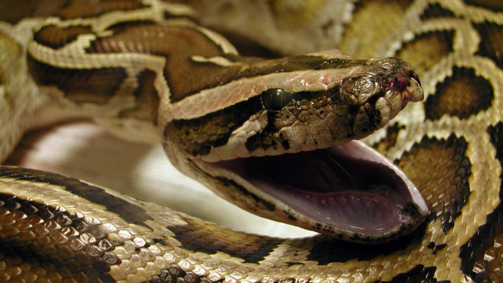 La menor fue grabada cuidado a una pitón de unos 5 metros de largo. (Imagen ilustrativa)