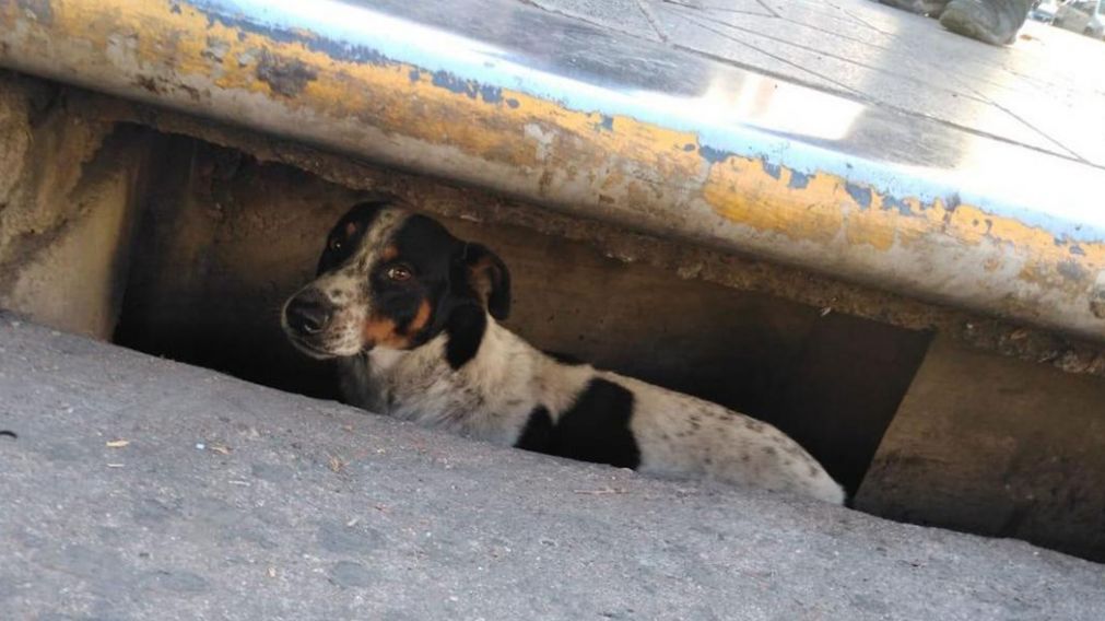 El perrito había quedado dentro de la alcantarilla. (Facebook)
