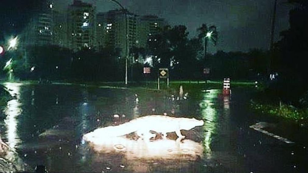 Uno de los yacarés que apareció en Brasil. (Instagram)